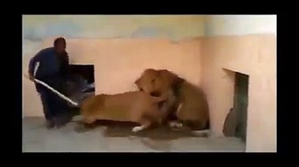 राजपूत खुद एक शेर से कम नही है इस वीडियो में आप सब देख सकते है !! Rana Chandra Singh Sodha | Rajput