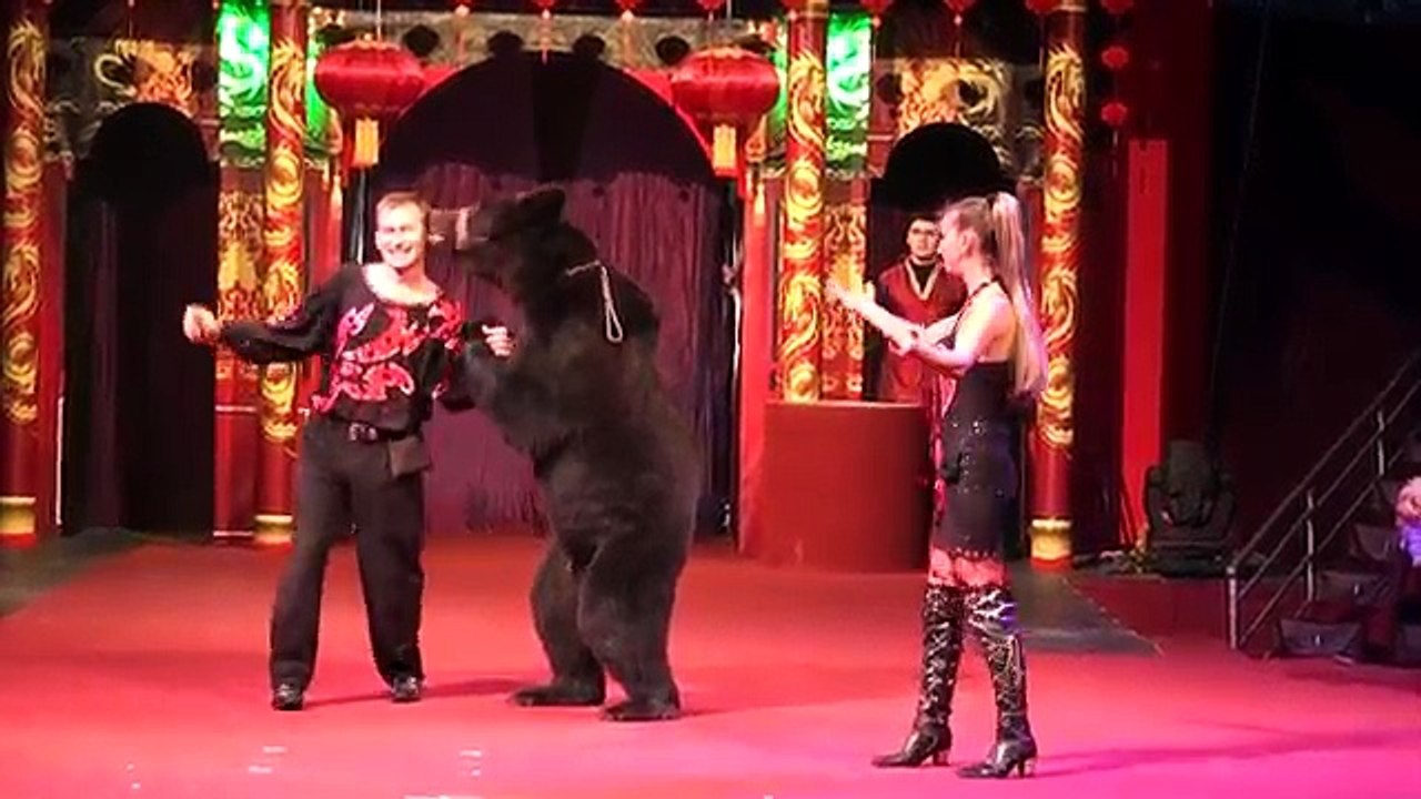 Circus. The show of different animals. Bear and dogs.