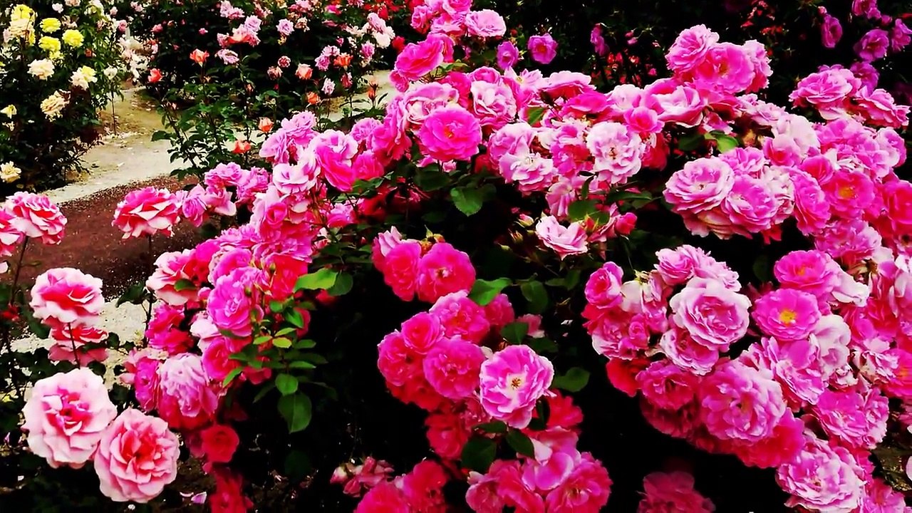 Colorful garden flowers, Koi fishes and water pond with Chinese beautiful relaxing music