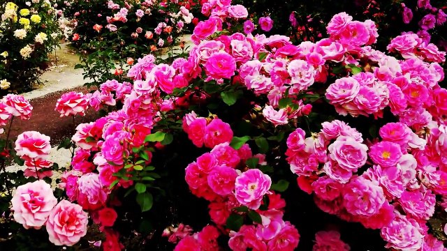 Colorful garden flowers, Koi fishes and water pond with Chinese beautiful relaxing music