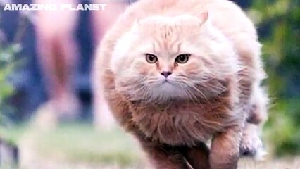 WHOPPERS! Worlds FATTEST CATS! (Ultimate Fat Cat Compilation Video!)