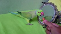Indian Ringneck Parrot Talking to Mirror-1