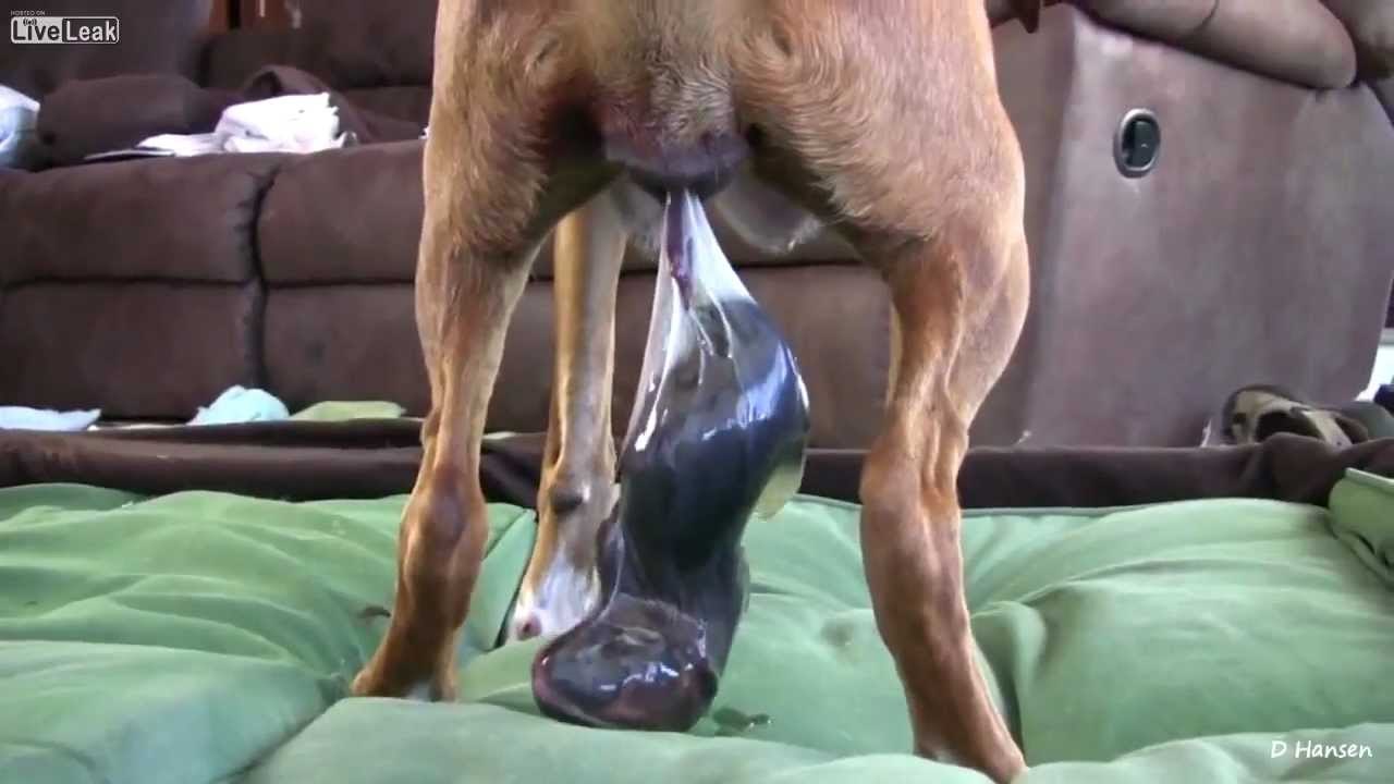 MY DOG GIVING BIRTH!
