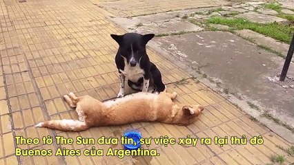 Cảm động chú chó suốt đêm ngồi trông xác bạn bị xe cán