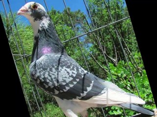 الزاجل (سيد الحمام) Homing pigeon new