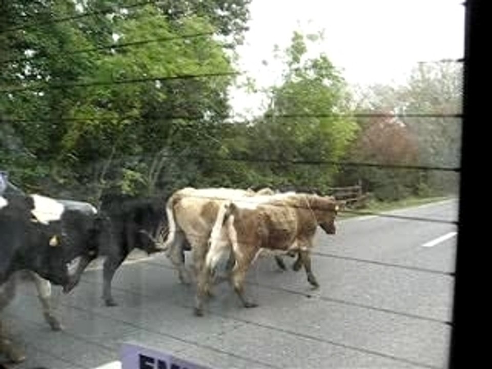 Cow on the road