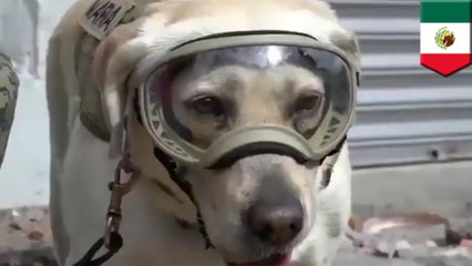 Meet the super pooch giving Mexico hope after deadly earthquake