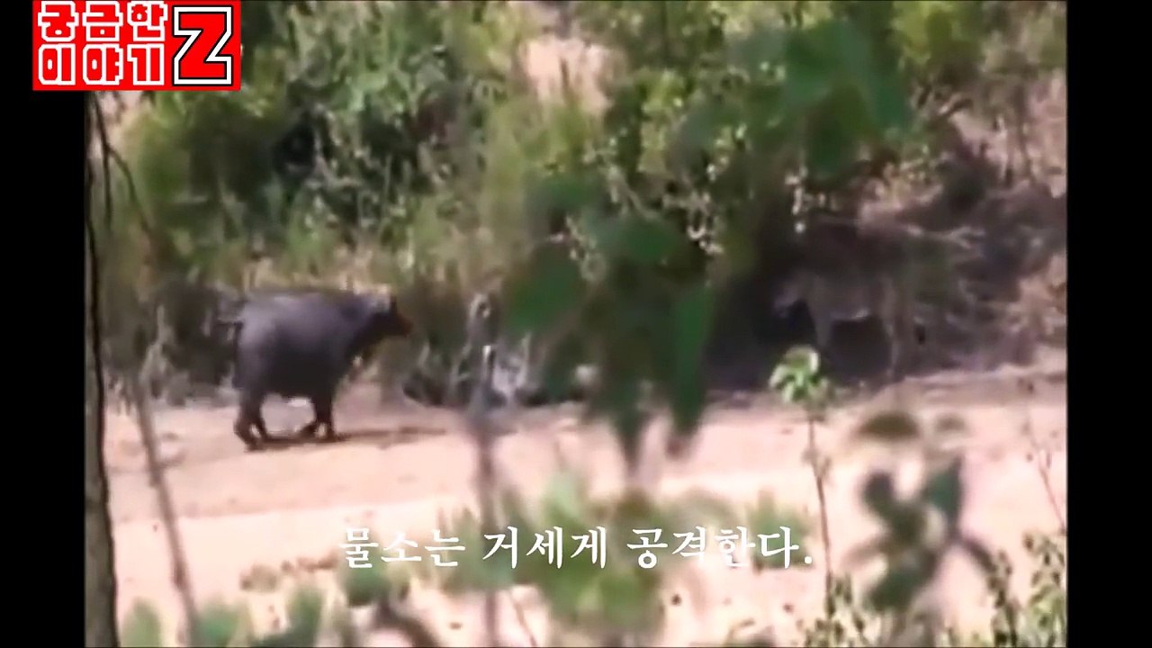 사자에게 공격당하는 물소를 보고 달려간 코끼리 Elephant going to rescue water buffalo