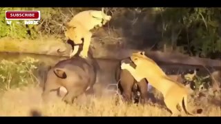 Best Animals Attacks On Lion Buffalo vs Lion vs zebra Animal attack. Nature & Wildlife com