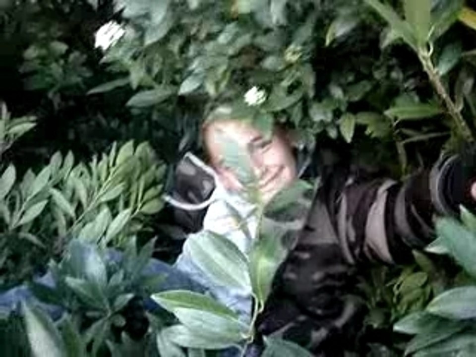 petit buisson