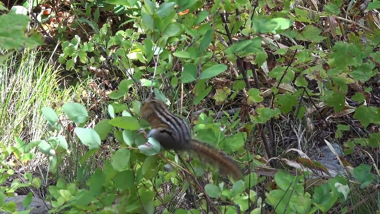 Scenic Hikes in Eastern Glacier National Park, Montana, USA in 4K (Ultra HD)