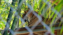 Cubs Meet Adult Tiger For The First Time - Tigers About The House - BBC