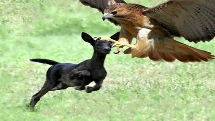 The Best of Eagle Attacks Caught on Video - Most Amazing Wild Animal Fights -