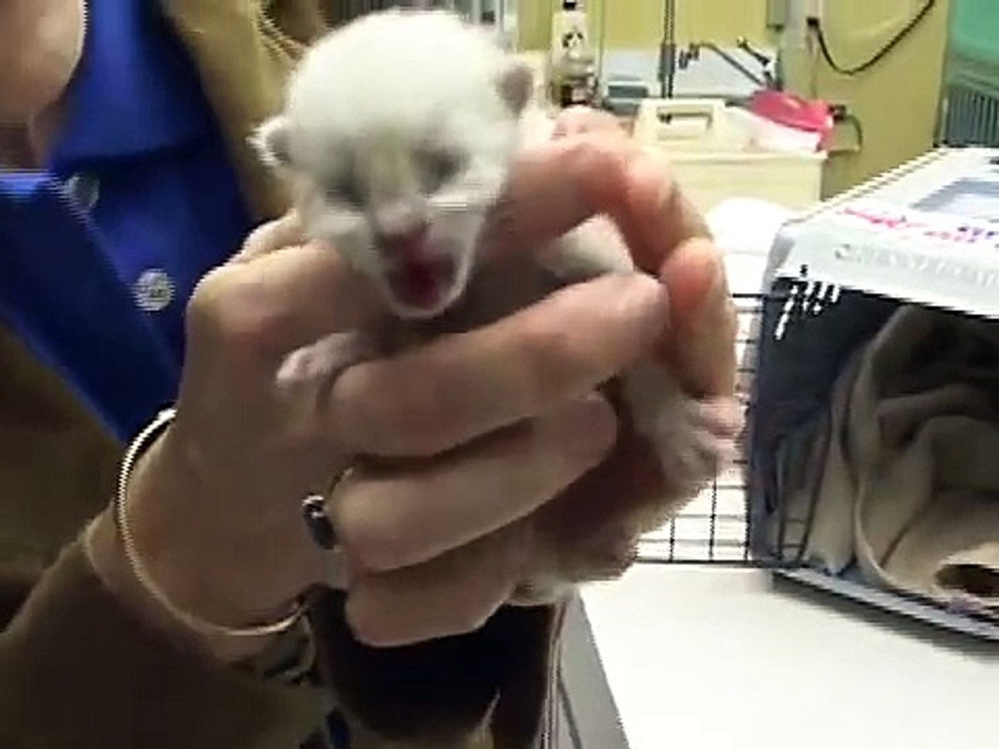 ⁣Newborn Kitten Care