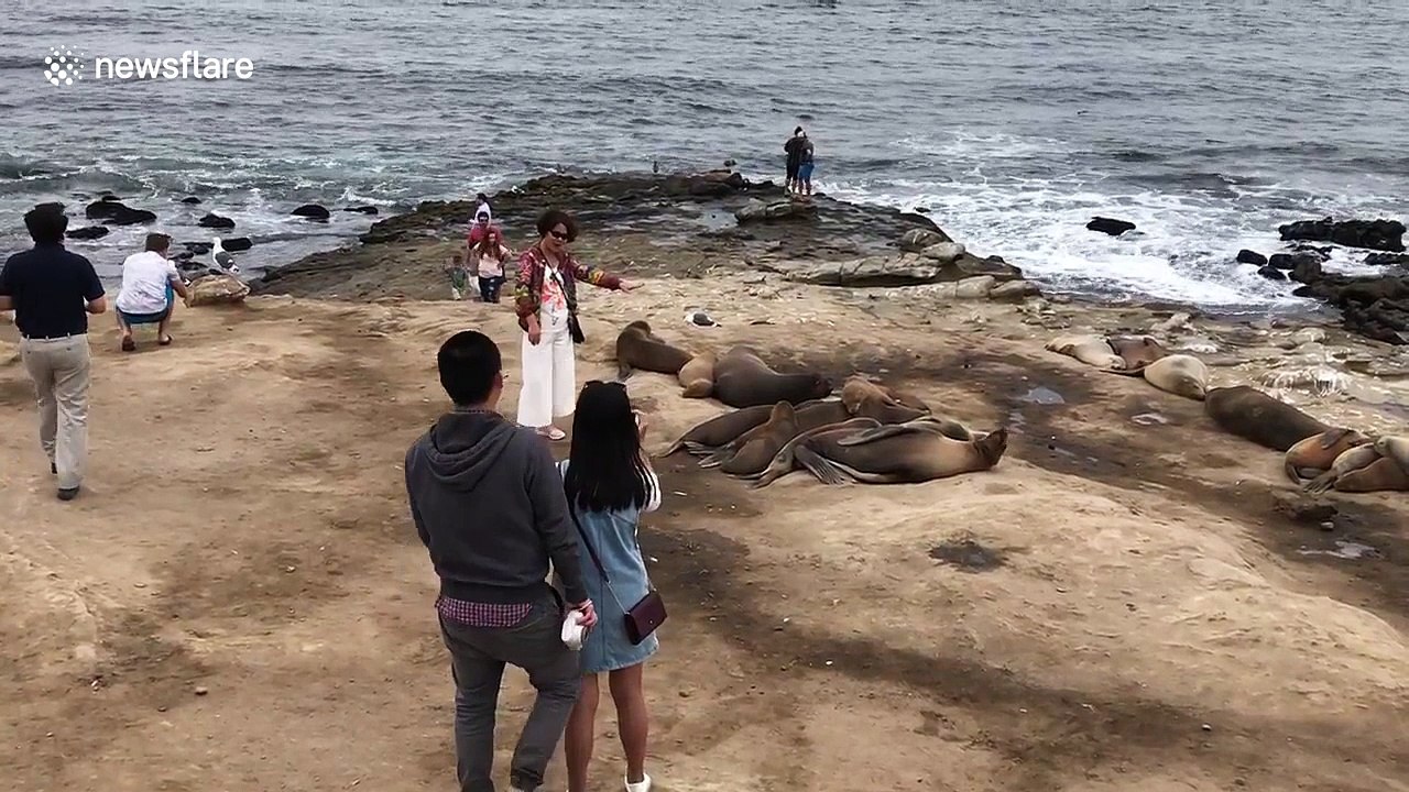 Sea lion scares woman in California