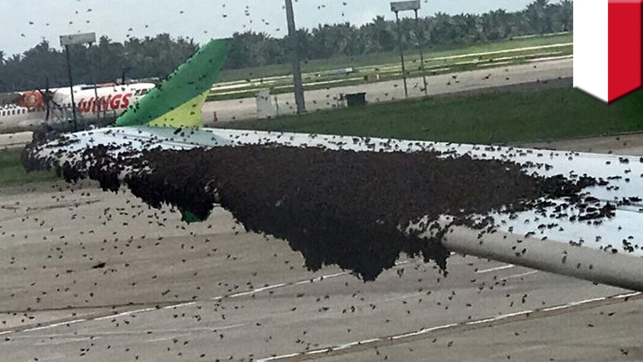 Thousands of bees seen swarming over Indonesia...