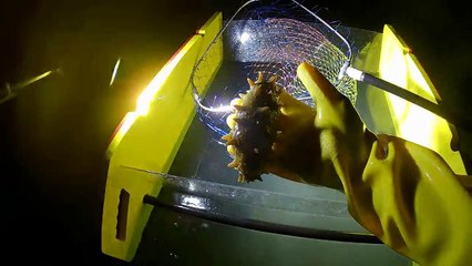 소라 잡으러 갔는데 방망이 해삼밭 발견~ 헐.대박