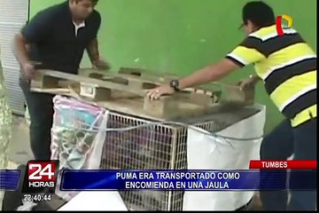 Cusco: puma hallado en bodega de bus interprovincial fue devuelto a su hábitat