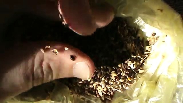 Птичий корм, птицы чижи и щегол