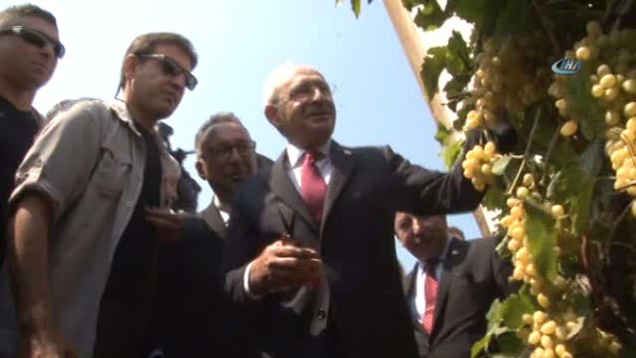 Kılıçdaroğlu Bağda Üzüm Kesti... Kılıçdaroğlu'ndan 104'lük Ayşen Teyzeye Ziyaret