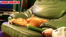 Si Kucing Meong Takut sama Timun Coegg !! wkwkwkk lucu banget (Cat vs Cucumber)
