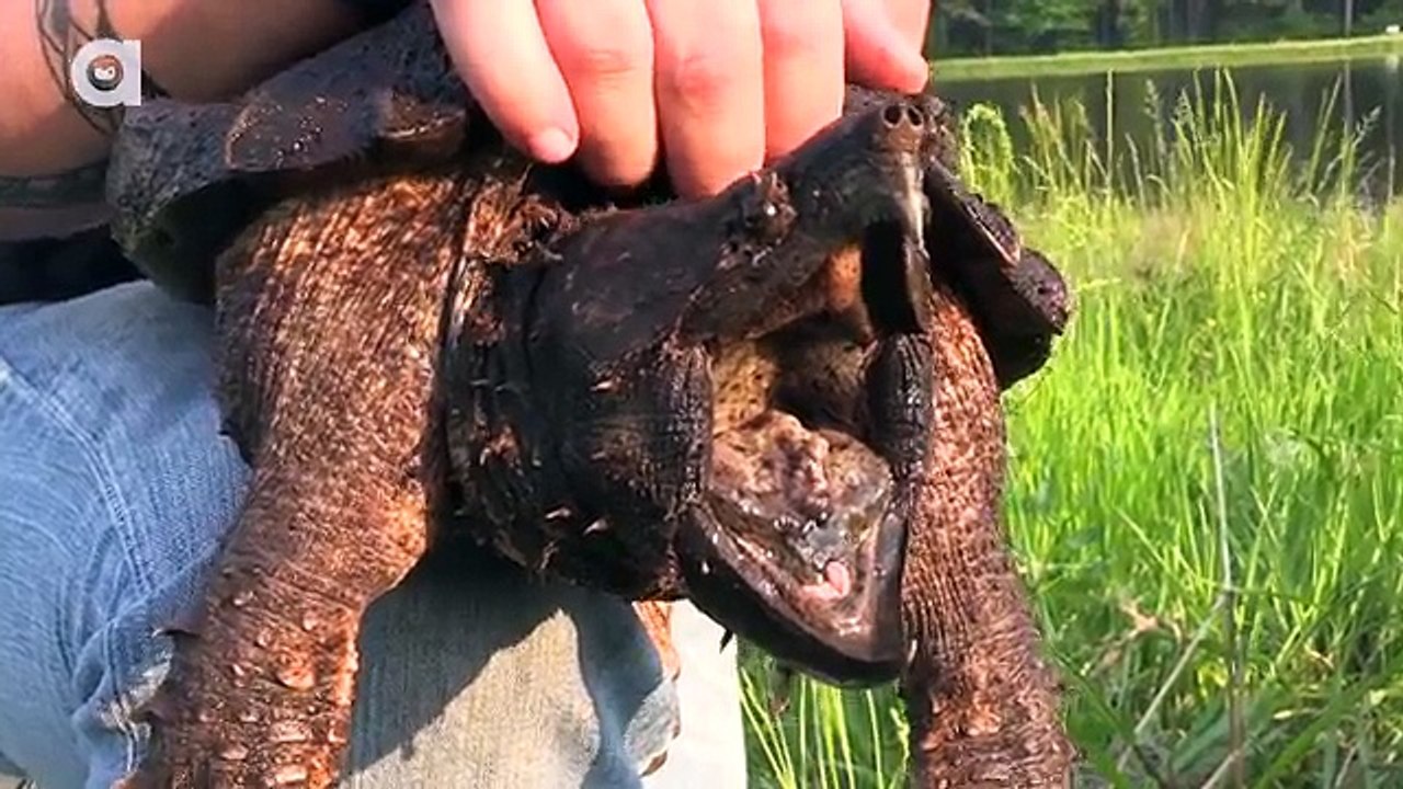 Alligator Snapping Turtle vs Common Snapping Turtle