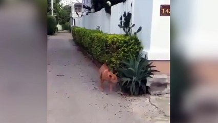 Ce chien a une drôle de façon de rentrer chez lui !