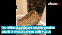 Australie : des milliers d'abeilles envahissent une maison