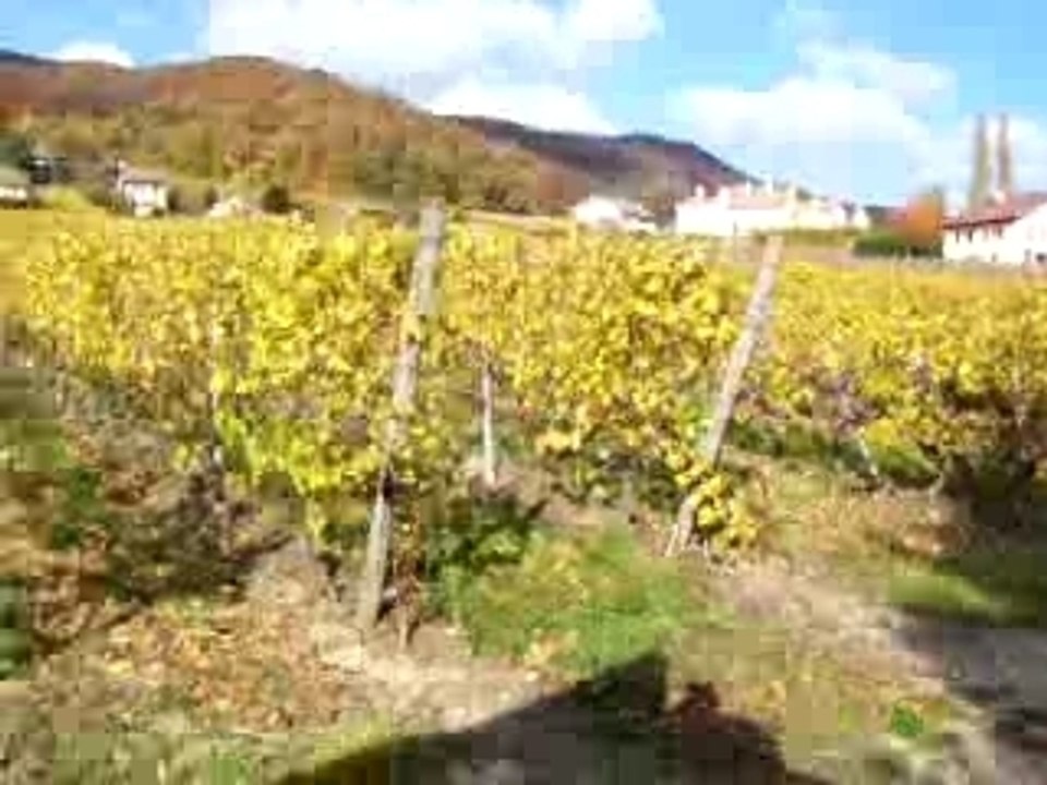 SUISSE Fête du Bourru
