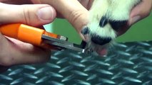 The best way to cut your dogs nails - dog training grooming