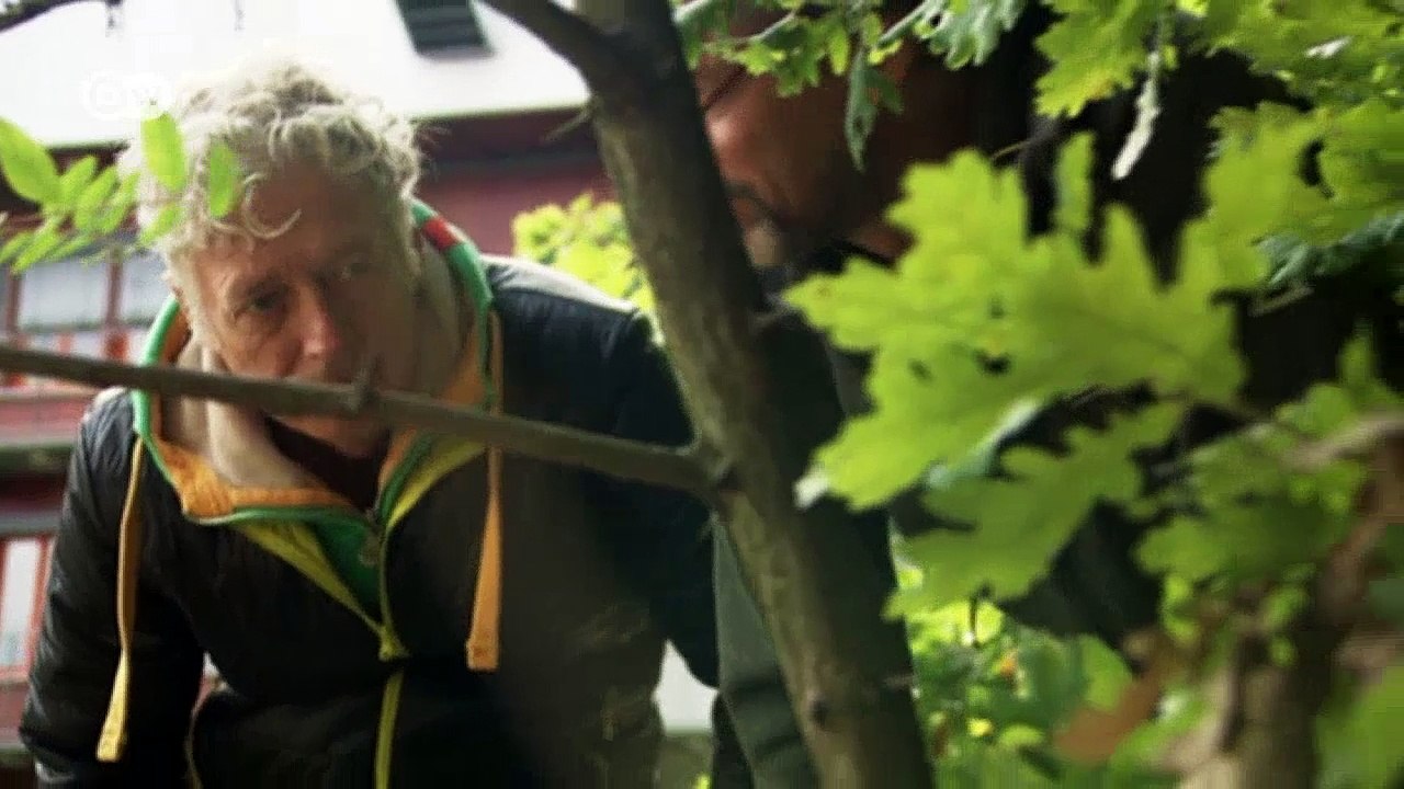 Insektensterben - Pflanzen ohne 'Bestäuber' | DW Deutsch