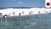Japanese turbines harness electricity from wave energy