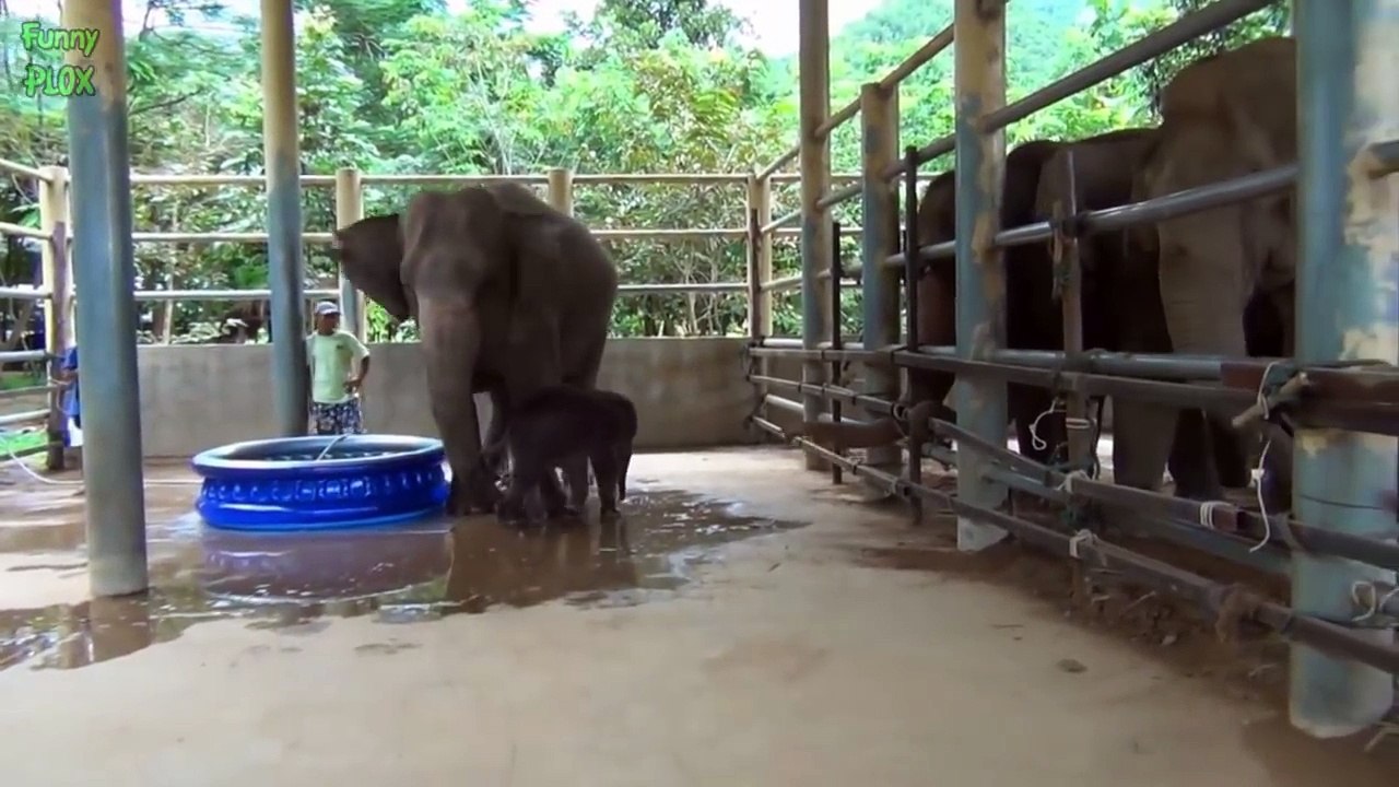 Most Funny and Cute Baby Elephant Videos Compilation (2016)