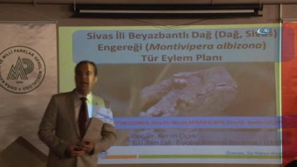 Sivas Engereği Koruma Altına Alınıyor