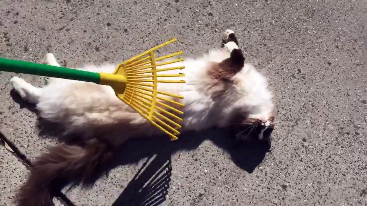 Ce chat kiffe se faire peigner les poils au RATEAU du jardin !