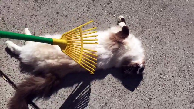 Ce chat kiffe se faire peigner les poils au RATEAU du jardin !