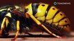 Ribuan lebah menyerbu sayap pesawat Citilink - TomoNews