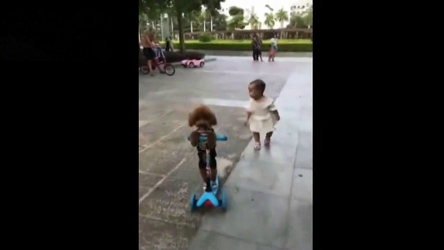 Ce chien vole la trottinette électrique d'une fillette et fuit en roulant !