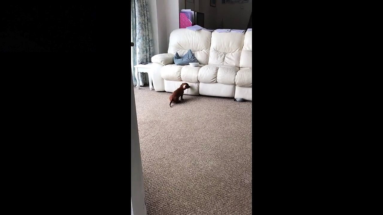 Ce chiot n'arrive pas à monter sur le canapé pour manger !
