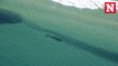 Sharks spotted hunting unusually close to Australian beaches