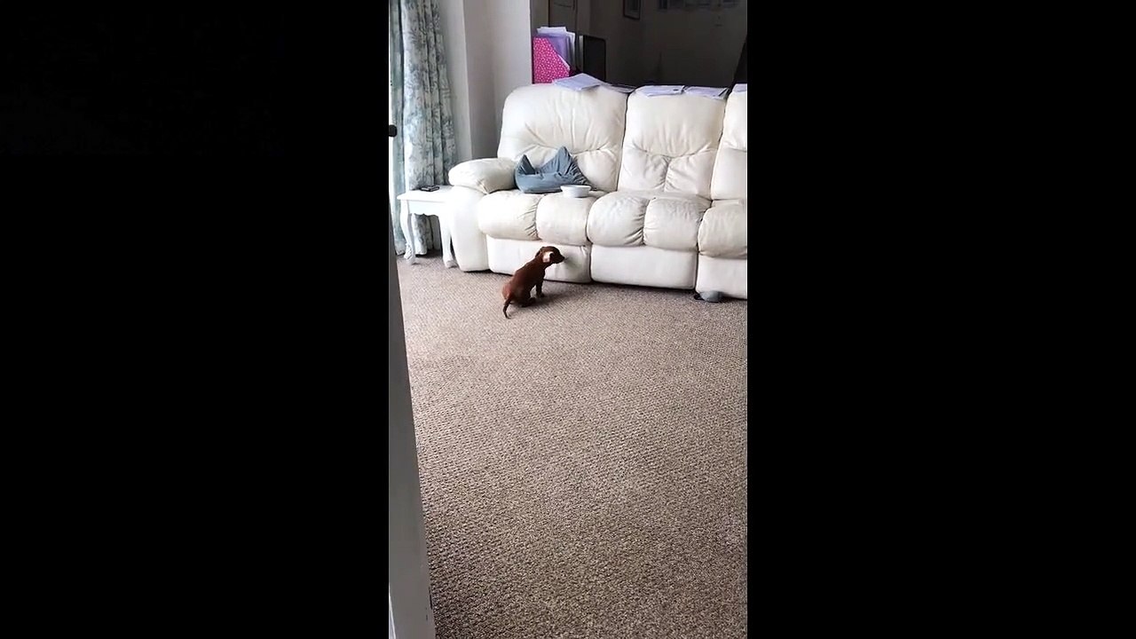 Ce chiot n'arrive pas à monter sur le canapé pour manger !