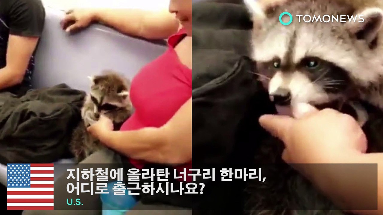 지하철에 올라탄 너구리 한마리, 어디로 출근하시나요?