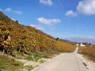 chemin dans les vignes suisses