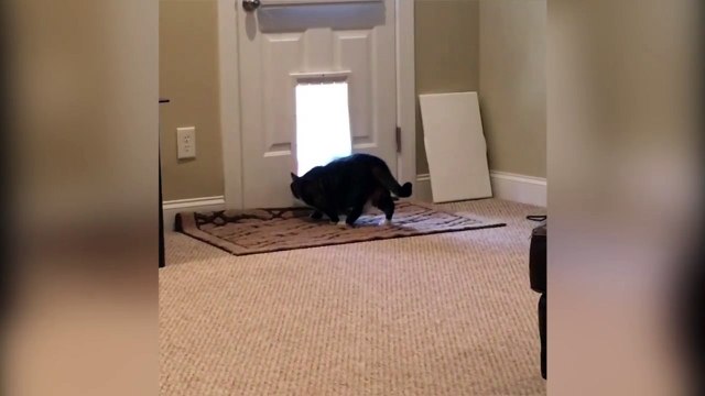 Insolite : ce chiot espiègle trouve un subterfuge pour que son nouvel ami rentre dans leur maison.