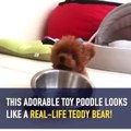 Regardez cette adorable petite caniche qui ressemble à une peluche !