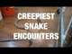 Aggressive King Cobras and Monster Pythons - the Creepiest Snake Encounters