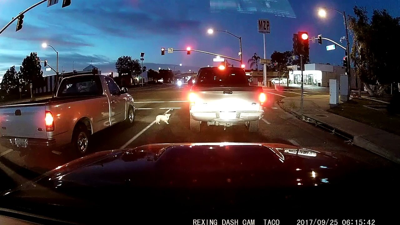 Un petit chien a failli se faire écraser dans la route !