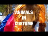 Animals Wearing Fun Costumes