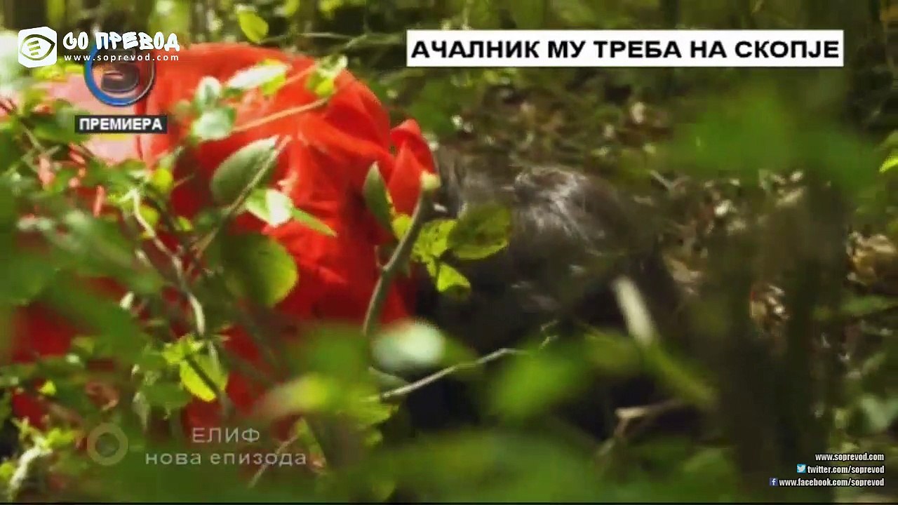 Елиф 447 епизода
