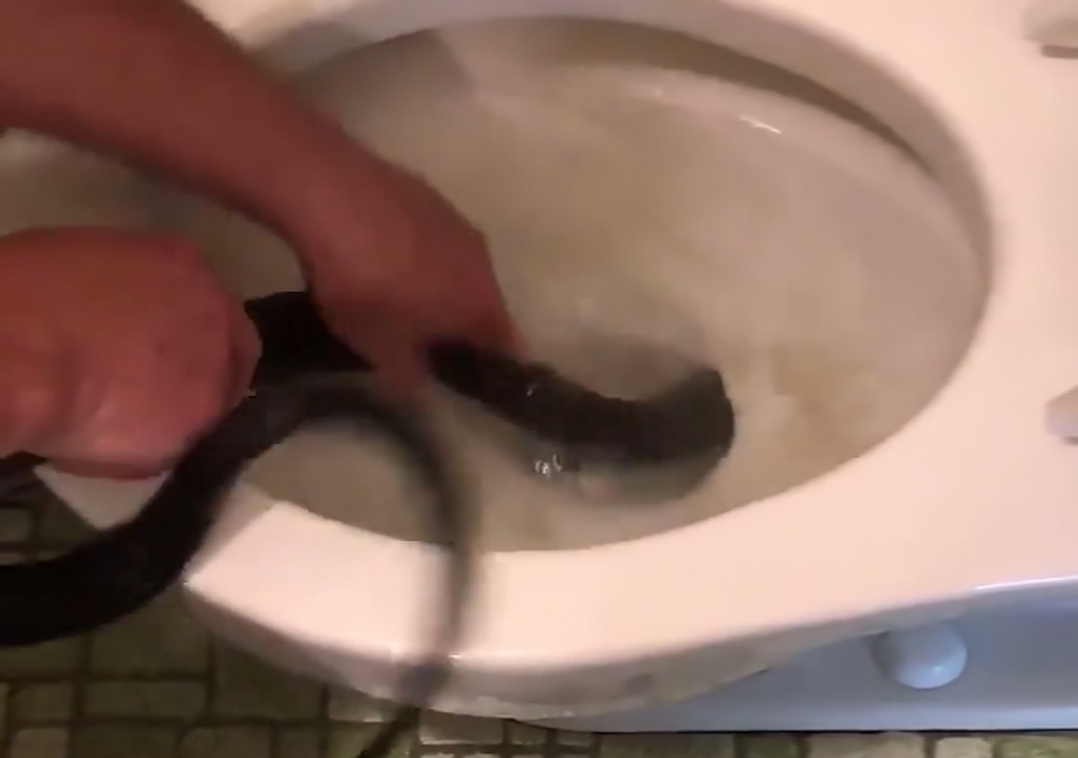 Il aide son voisin en extirpant un énorme serpent des toilettes - Vidéo  Dailymotion